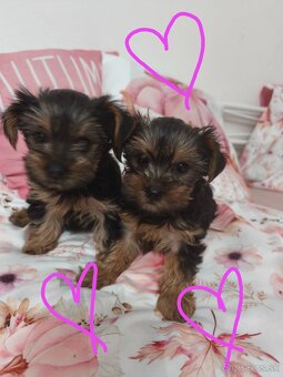 Yorkshire teriér šteniatka - 3