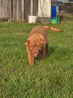 Bordeauxská doga s PP - 3