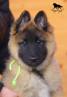 Belgický ovčiak Tervueren - šteniatka s PP na odber - 3