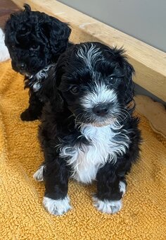 Maltipoo - 3