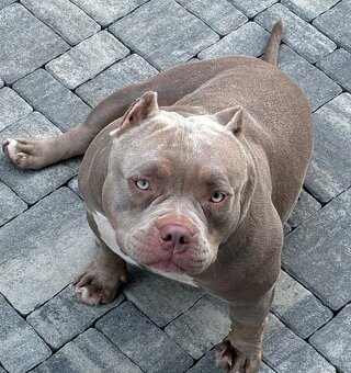 American bully - 3