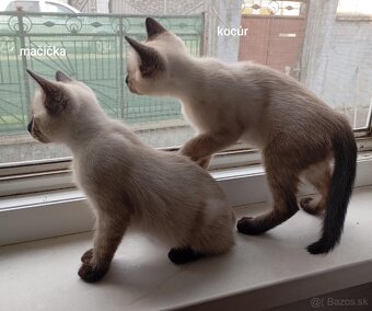 Ragdoll Siamsky - 3