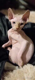 Kanadský sphynx kocúrik - 3