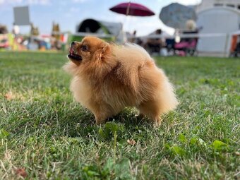 Nememcký špic/ Pomeranian - 3