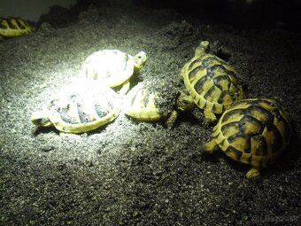 korytnačka žltočierna - 3