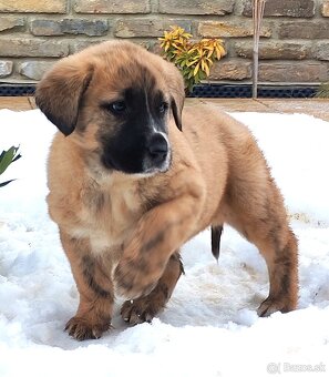 Stredoazijsky ovčiak - 3