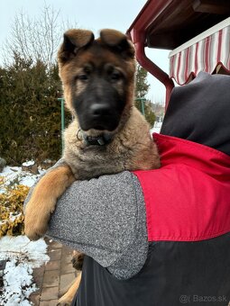 Nemecký ovčiak - 3