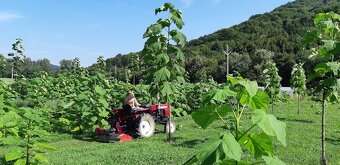 Paulownia- vysadte si svoj vlastný les - 3