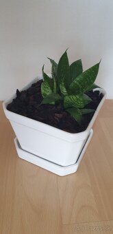 Orchidea - 3