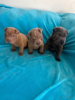 Sharpei,Shar-pei,šarpej - 3
