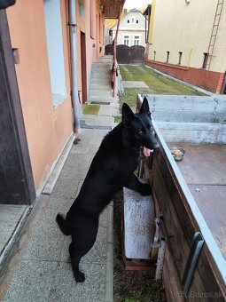 Predám fenu nemeckého ovčiaka - 3