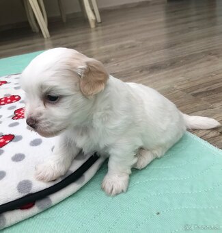 Havanský psík -Bichon havanský s PP - 3
