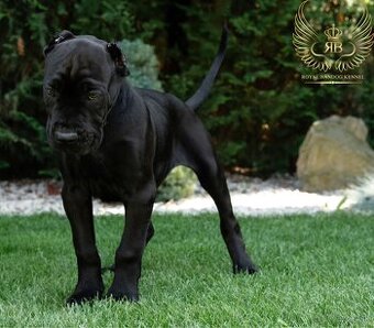Bandog - 3