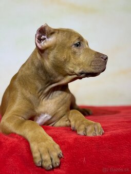 American bully ABKC - 3