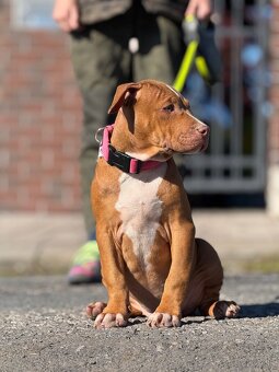 American bully ABKC - 3