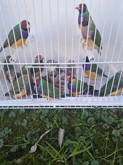 Amadina gouldová - 3