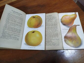 Lidová pomologie 1935 I. díl JABLKÁ 100 nejdůležitejších odr - 3