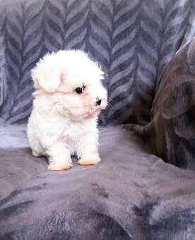 Mini Maltezak, Mini Maltézsky psík - fenka - 3