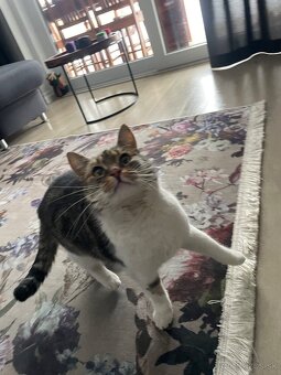 Darujem do dobrych ruk - 3