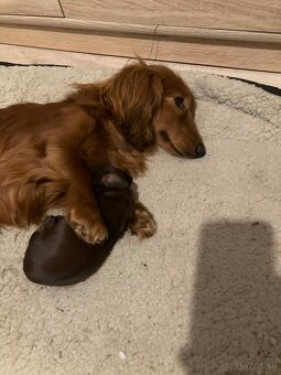 Jazvecik trp.kr. dlhosrsty s PP - 3