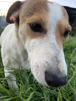 Darujem - Jack Russell Teriér - 3