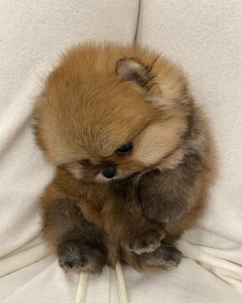 Pomeranian Boo - 3