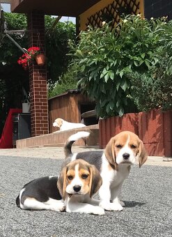 Bigl Bígel Beagle s PP FCI - 3