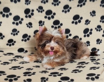 Yorkshire terrier - 3
