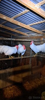 Kohúty Leghorn - 3