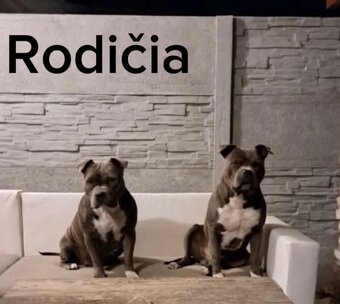 Staford na krytie - 3