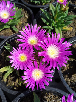 Delosperma - 3