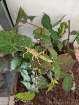 Pakobylka drapľavá - Eurycantha calcarata - 3
