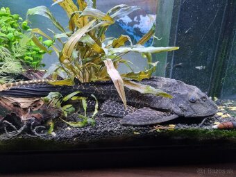 Predam Prísavník veľkoplutvý - Glyptoperichthys gibbiceps - 3