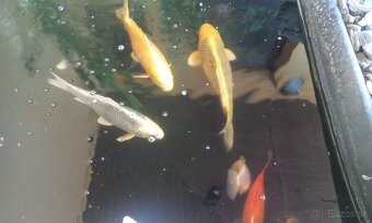 Koi Kapre Jazierkove - 3