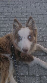 Psík Border kólia – red merle - 3