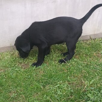 Labrador - 3