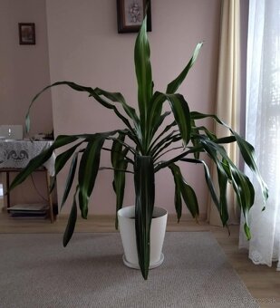 Dracena s bielym kvetináčom - 3