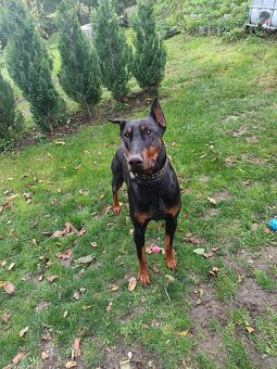 Predám dobermana - 3