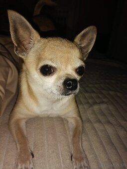 Čivava kratkosrsta - 3