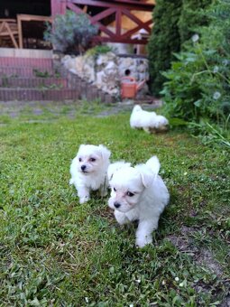 Maltezsky psík ,maltezak - 3