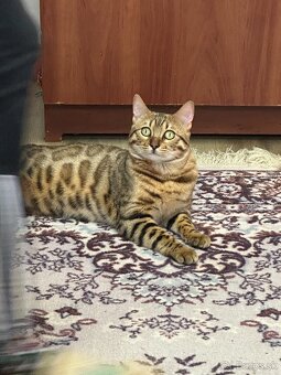 Bengalská mačka - 3