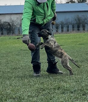 Stenata Holandsky Ovciak - 3