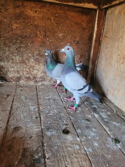 Darujem holubov poštových - 3