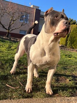 AMERICAN BULLY XL s PP - 3