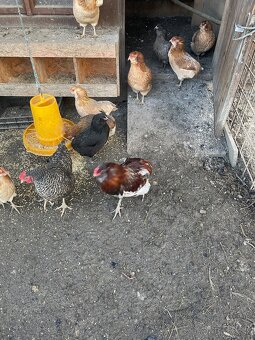 Araucana kohút - 3