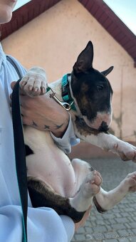 Mini bullterrier - Košice - 3