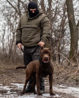 Americky bandog / Bandog - 3
