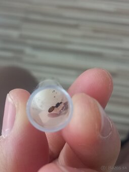 Kráľovna Solenopsis fugax - 3