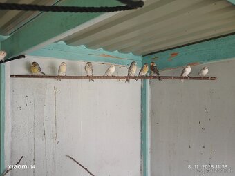 Kanarik žltý achat , žlto zelený - 3