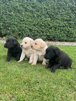 Labrador - 3